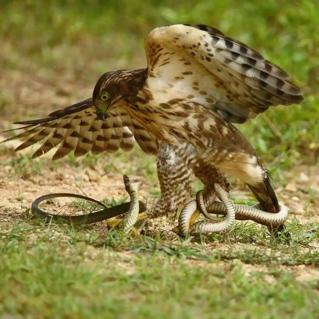 费德勒赛事官方发布出色防守新规，老鹰争议不断！(费德勒打法特点)